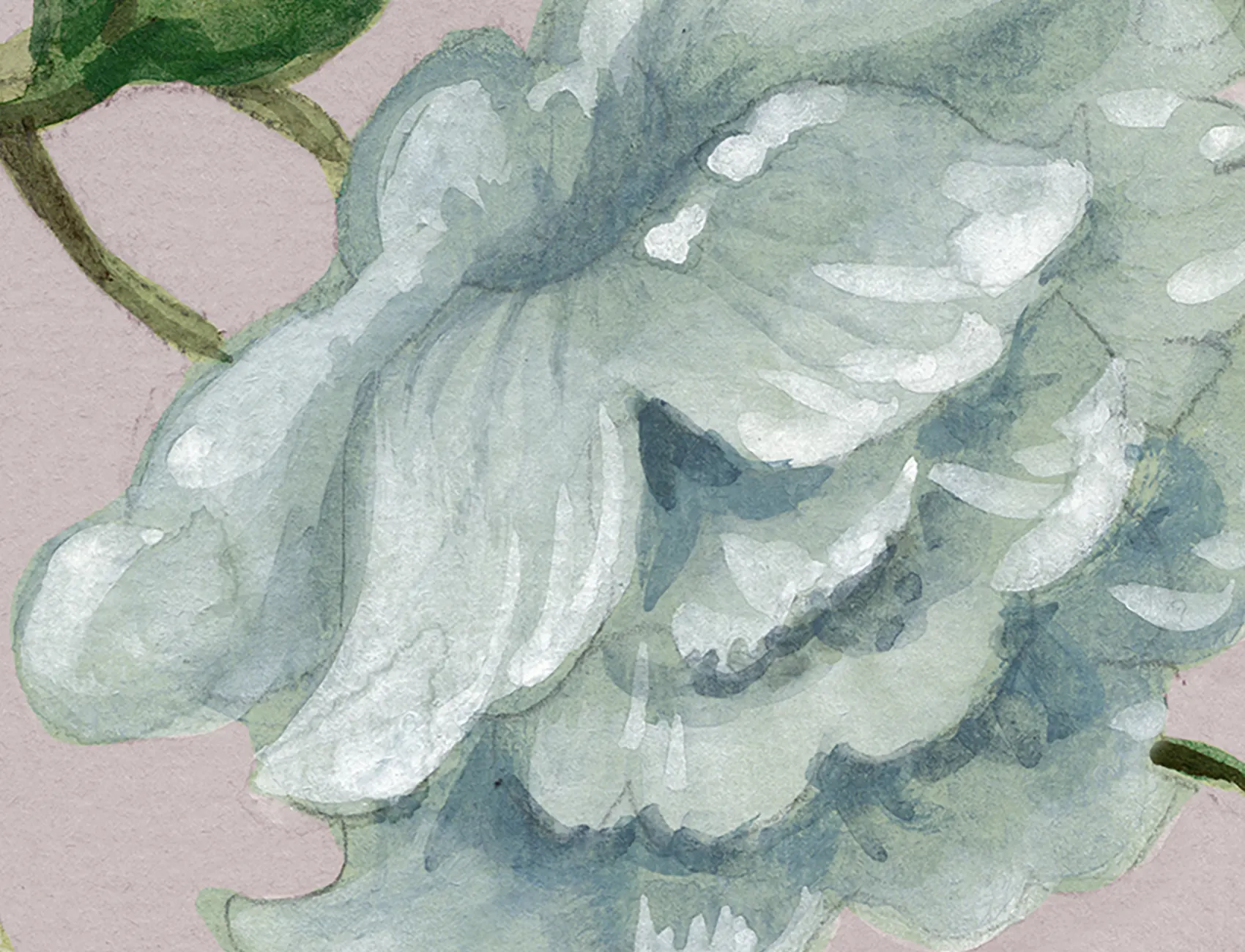 Grandiflora, Soft Pink