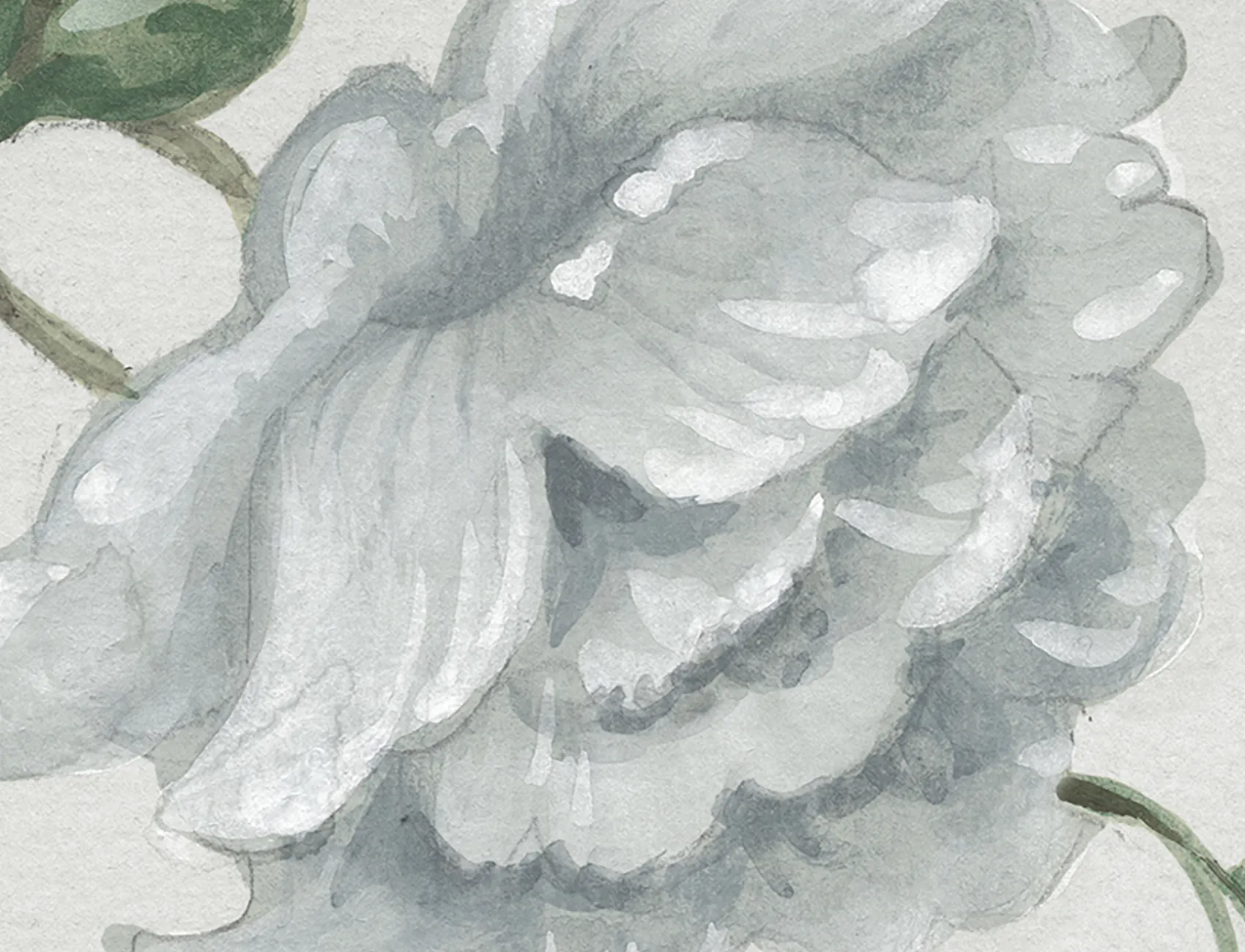 Grandiflora, Pearl