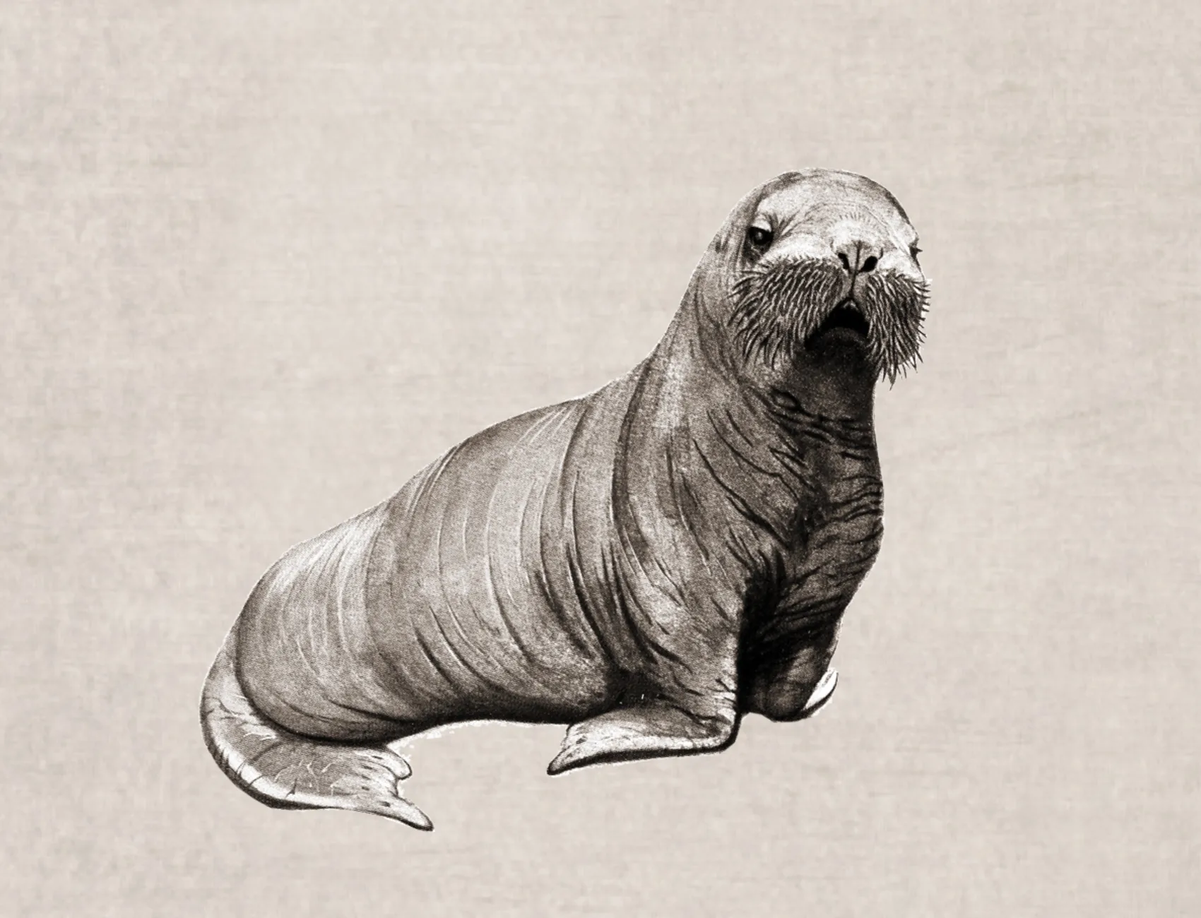 Wildlife Sand