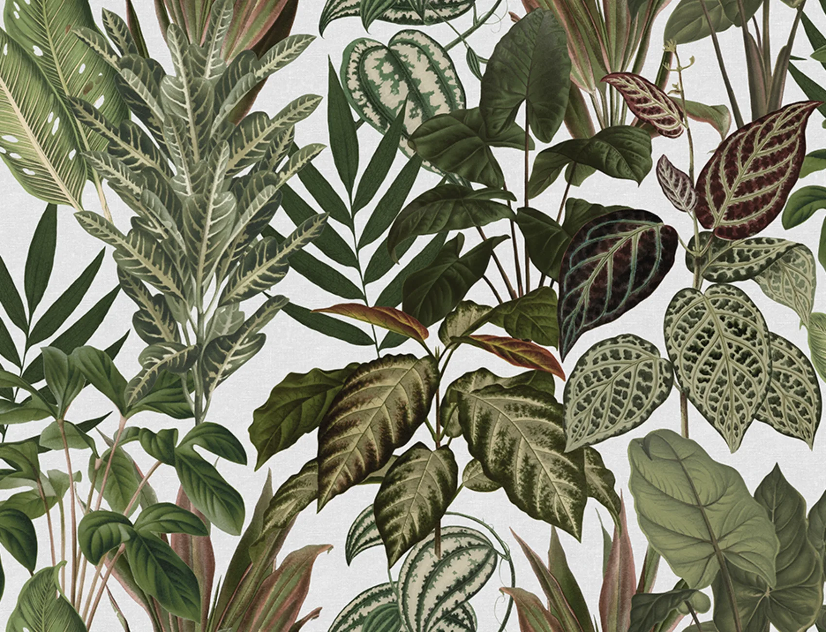 Mischievous Jungle, White