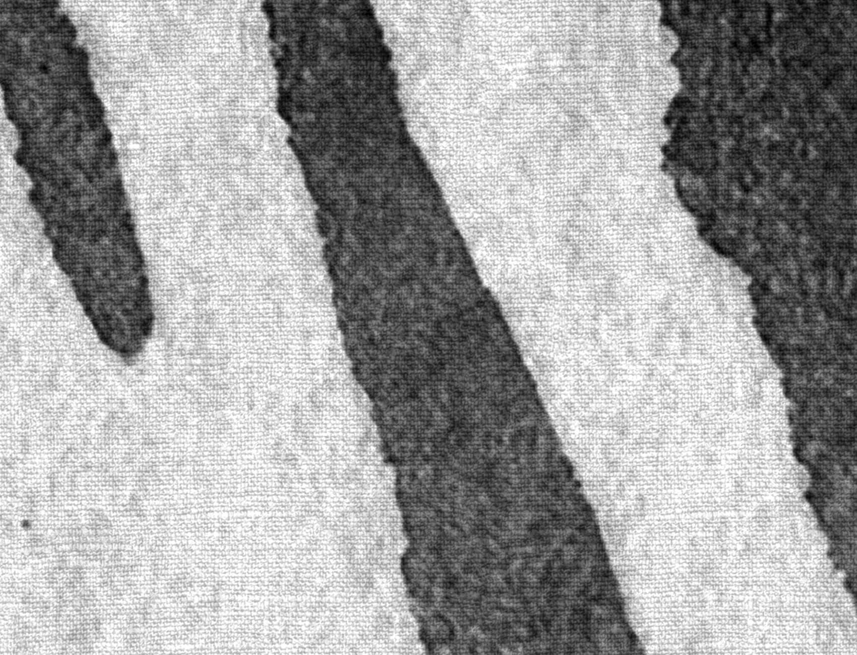 Zebra Stripes, Graphite