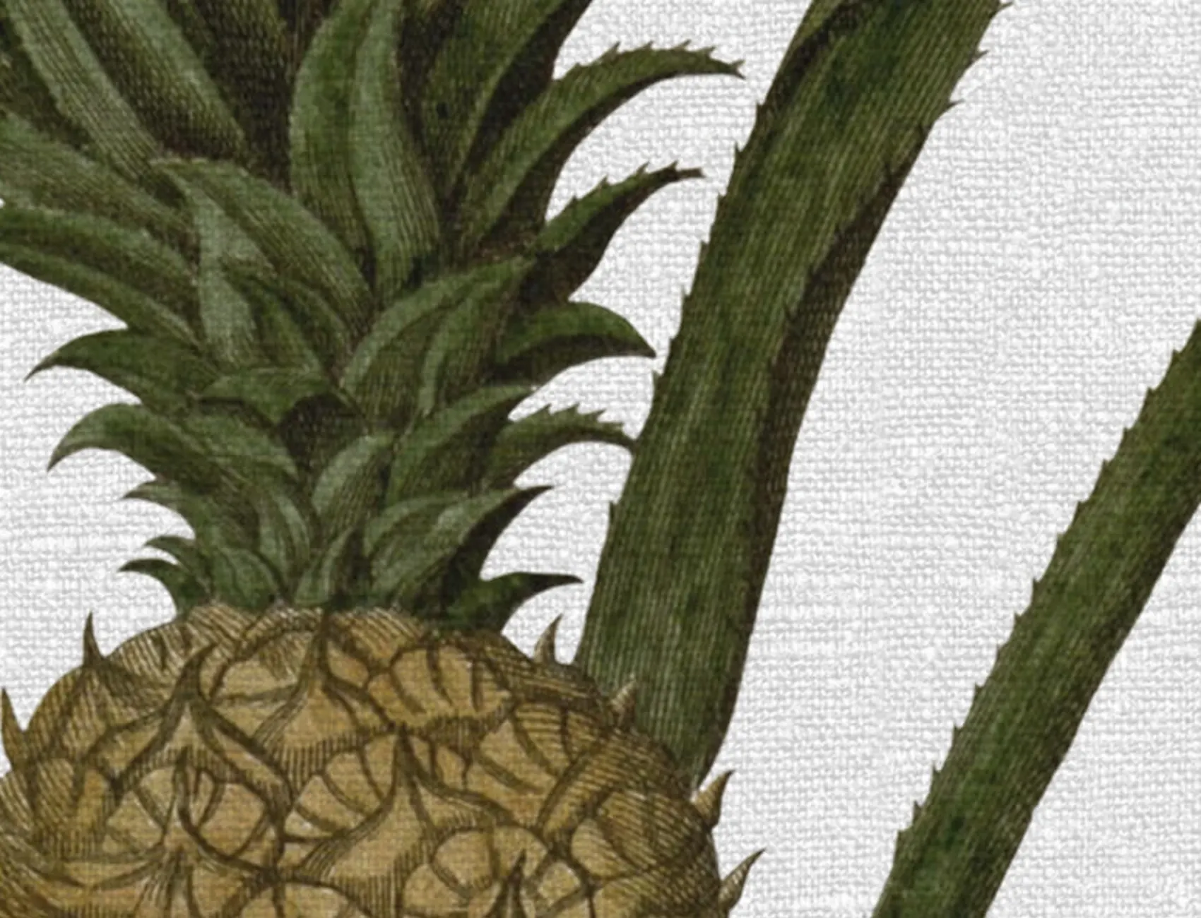 Create A Tropical Haven