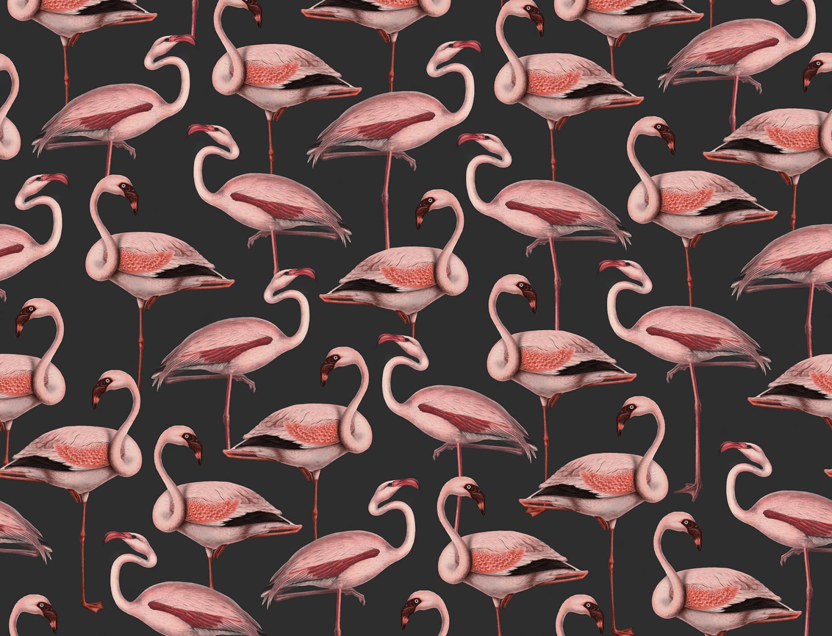 Flamingo Fiesta