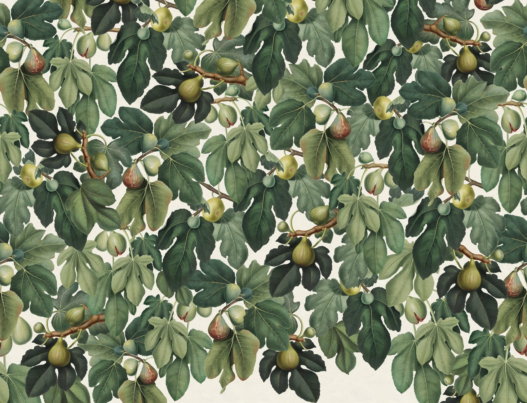Care For Some Figs?