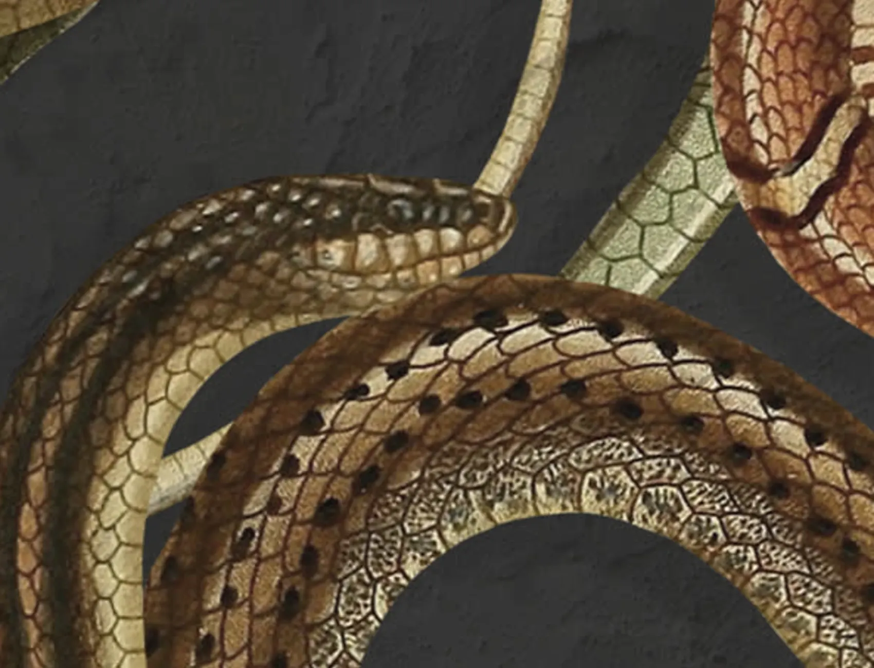 Un mur de serpents