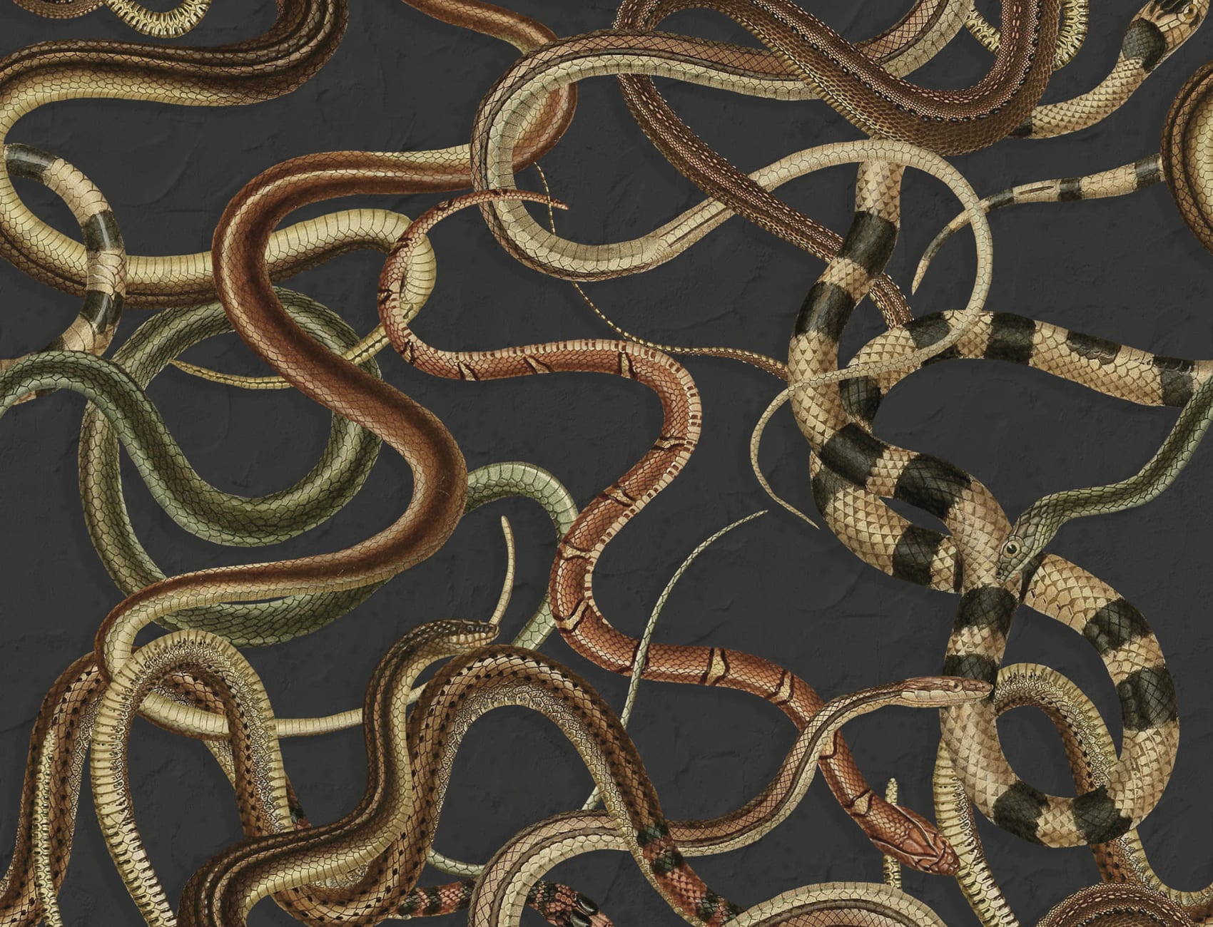 Un mur de serpents