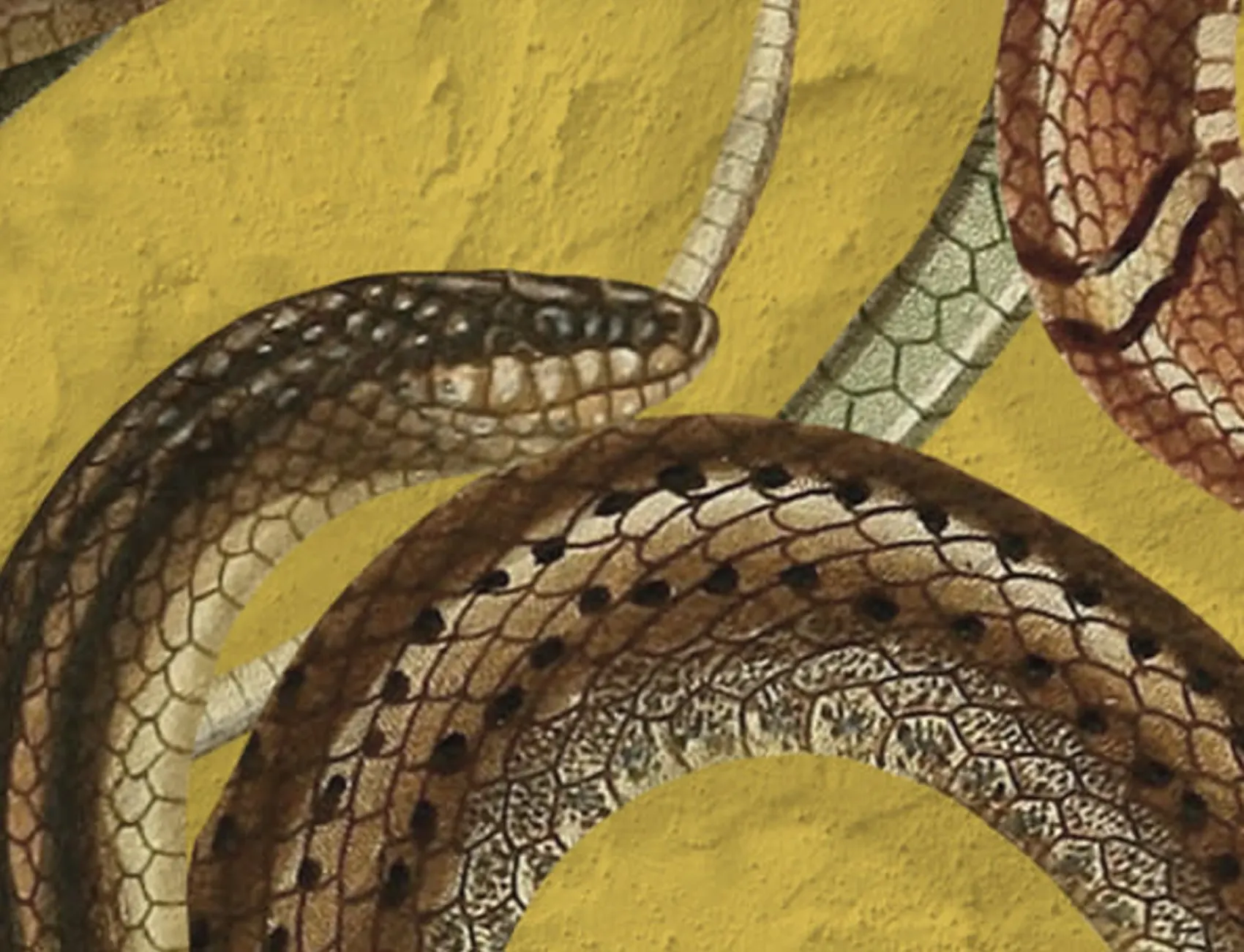 Snakes On A Wall