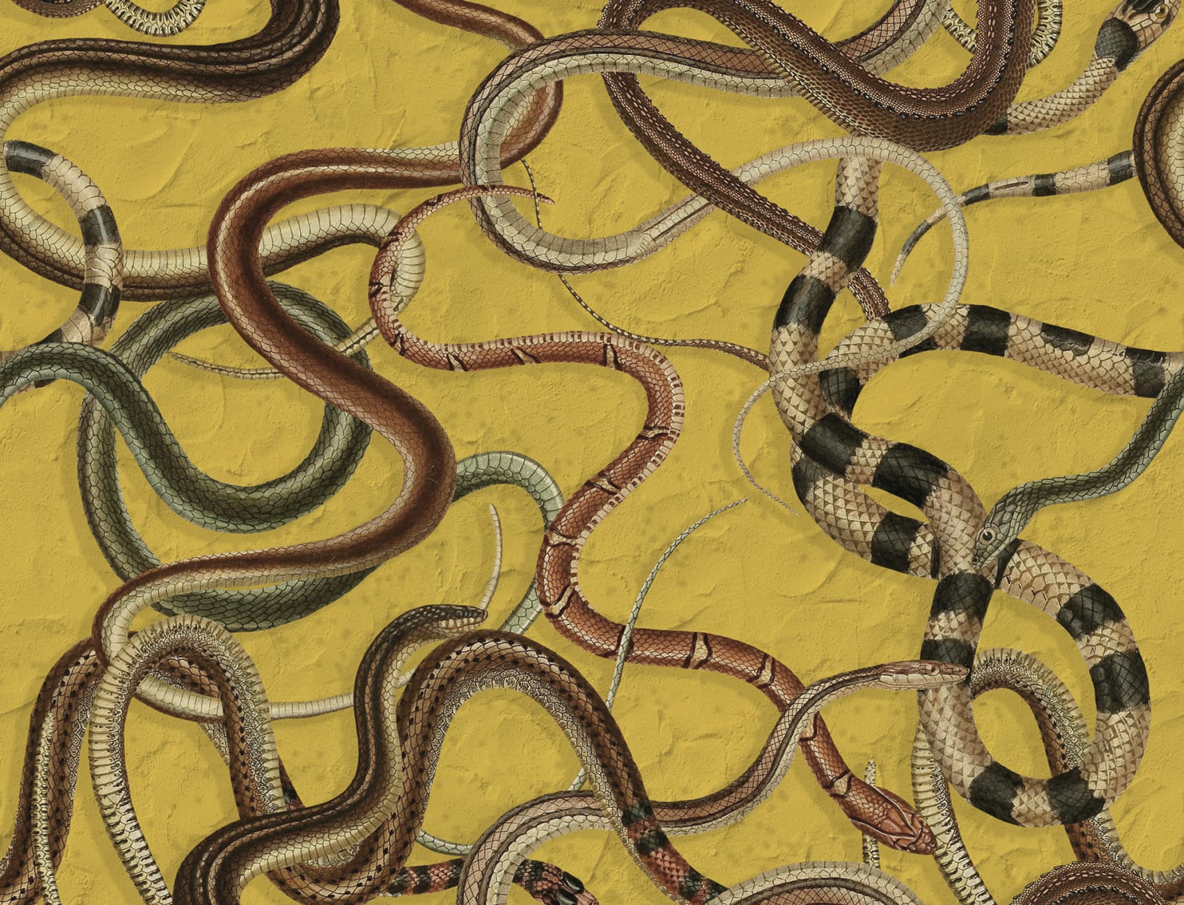 Snakes On A Wall