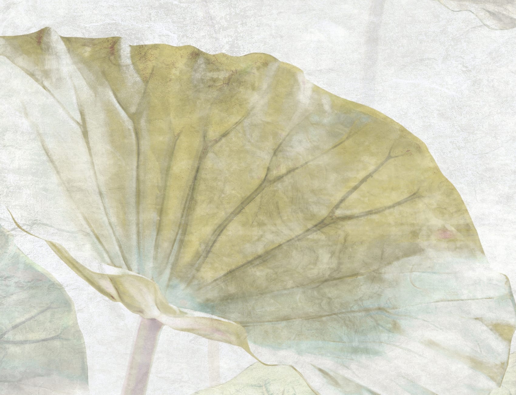 The Beauty of Lotus Flowers