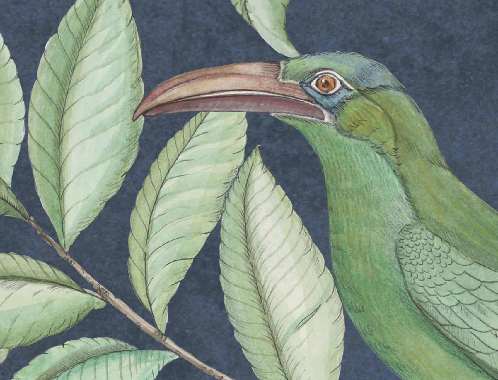Beautiful Birds and Playful Monkeys