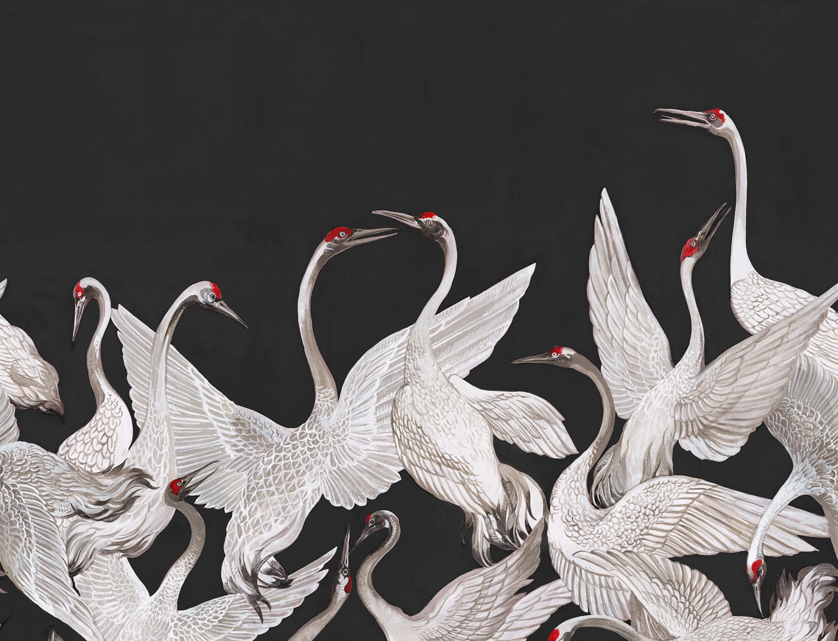 Beautiful crane birds