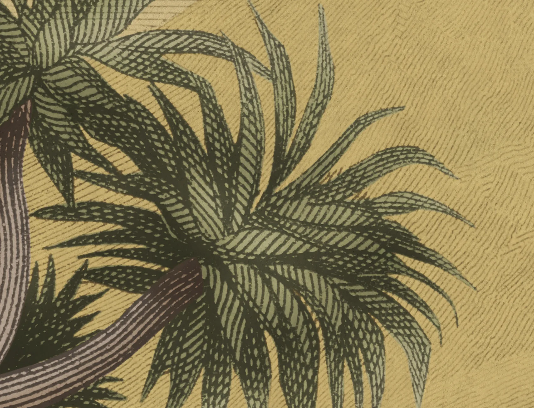 Sérénité de la savane