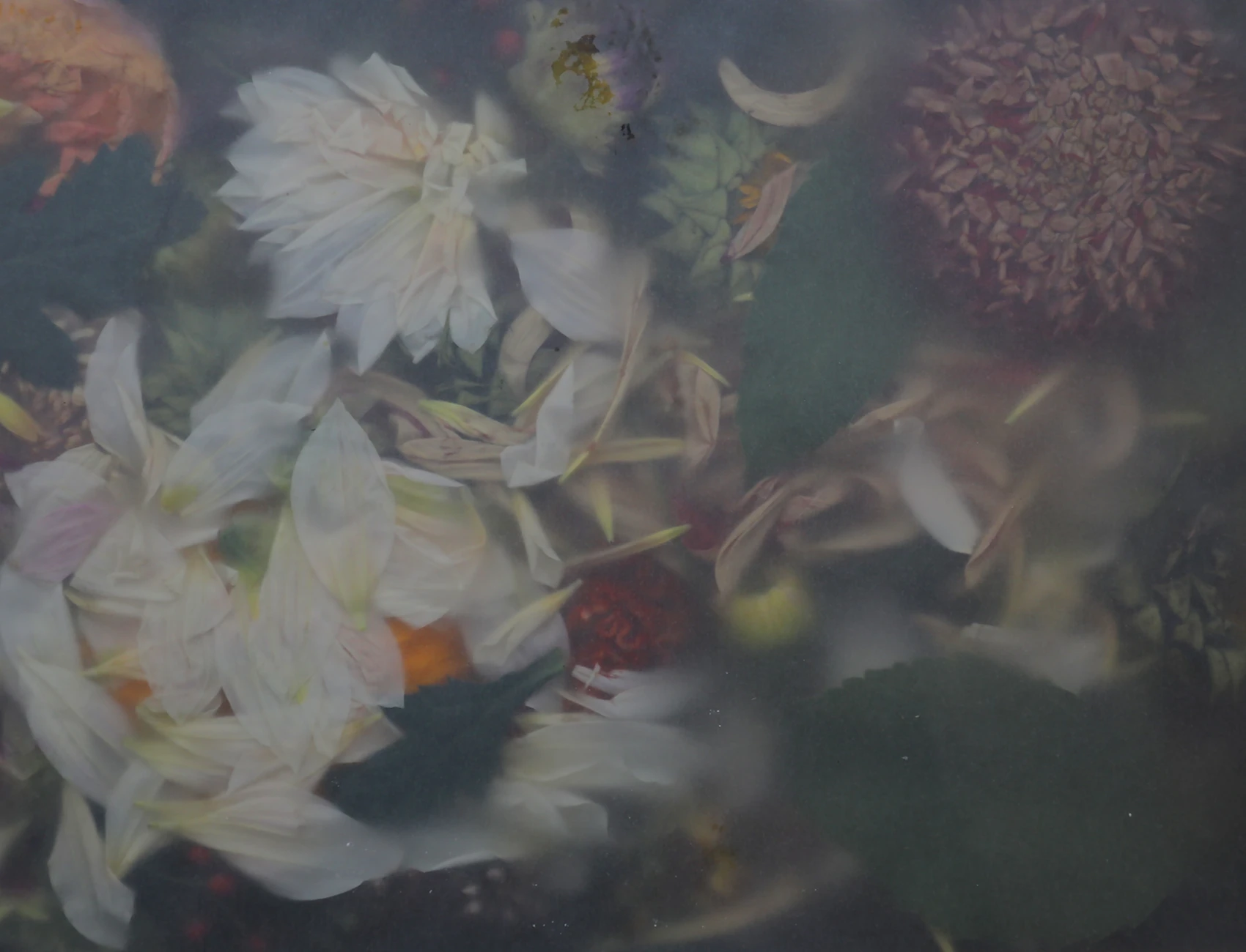Sommerblüten