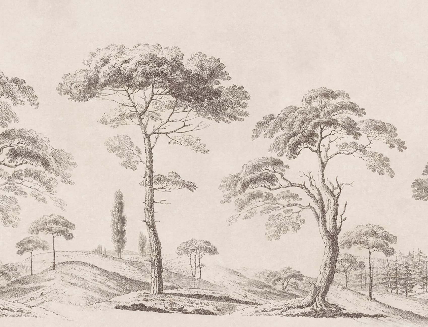 Découvrez la Sérénité des Graphite Tree Studies
