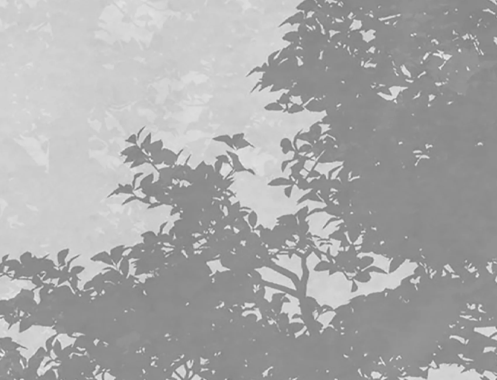 Abbracciare la serenità con Silent Woods