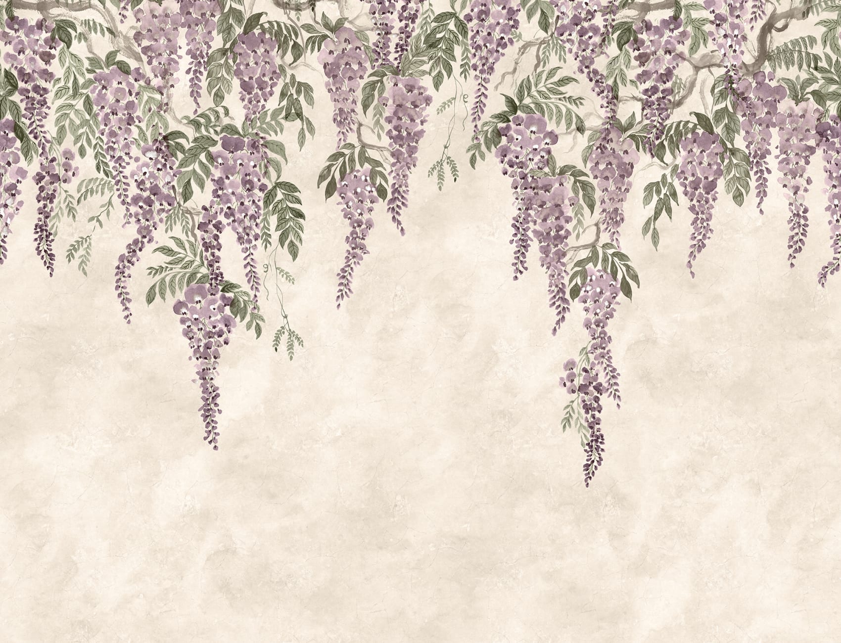 Wisteria Wonder
