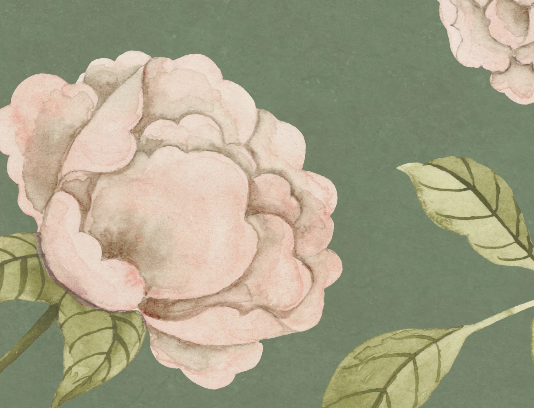 Peony Paradise