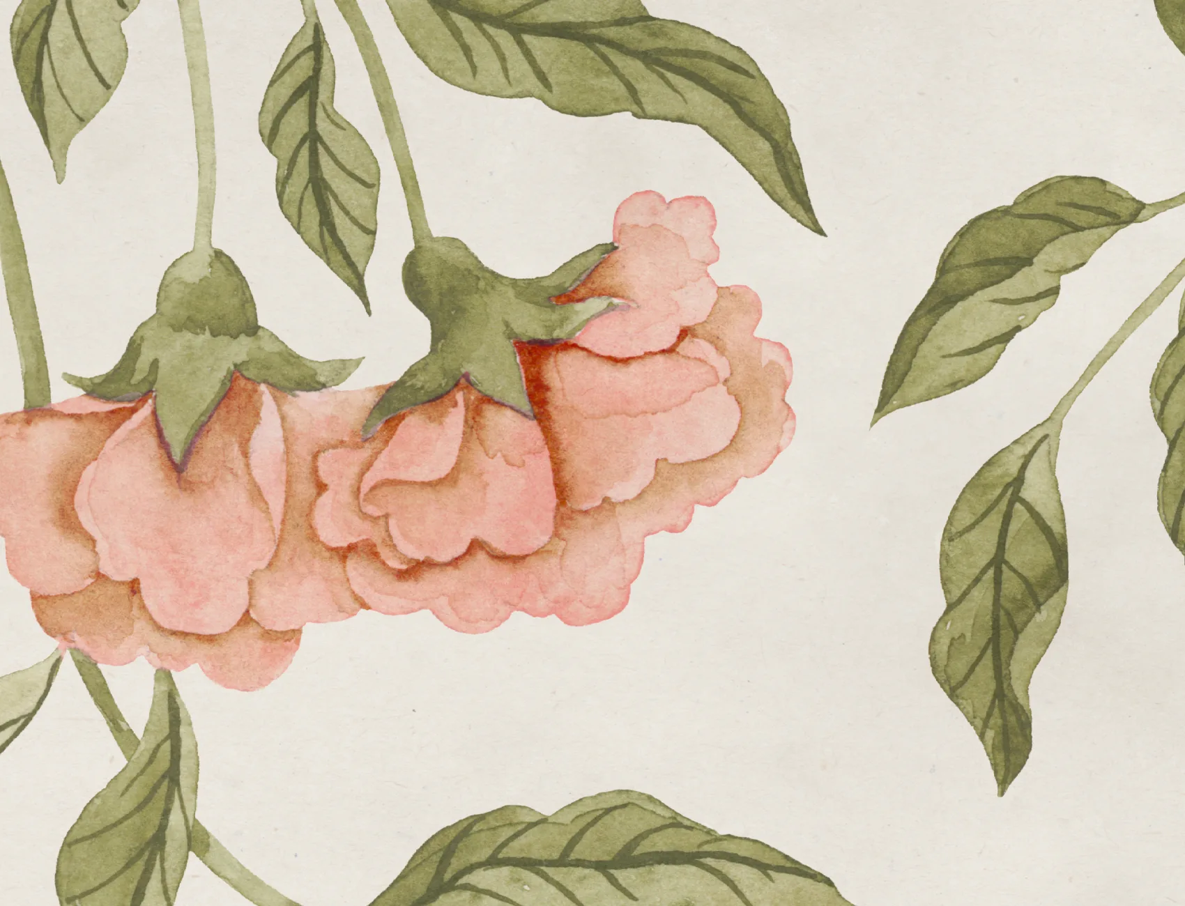 Élégante torsion de pivoine