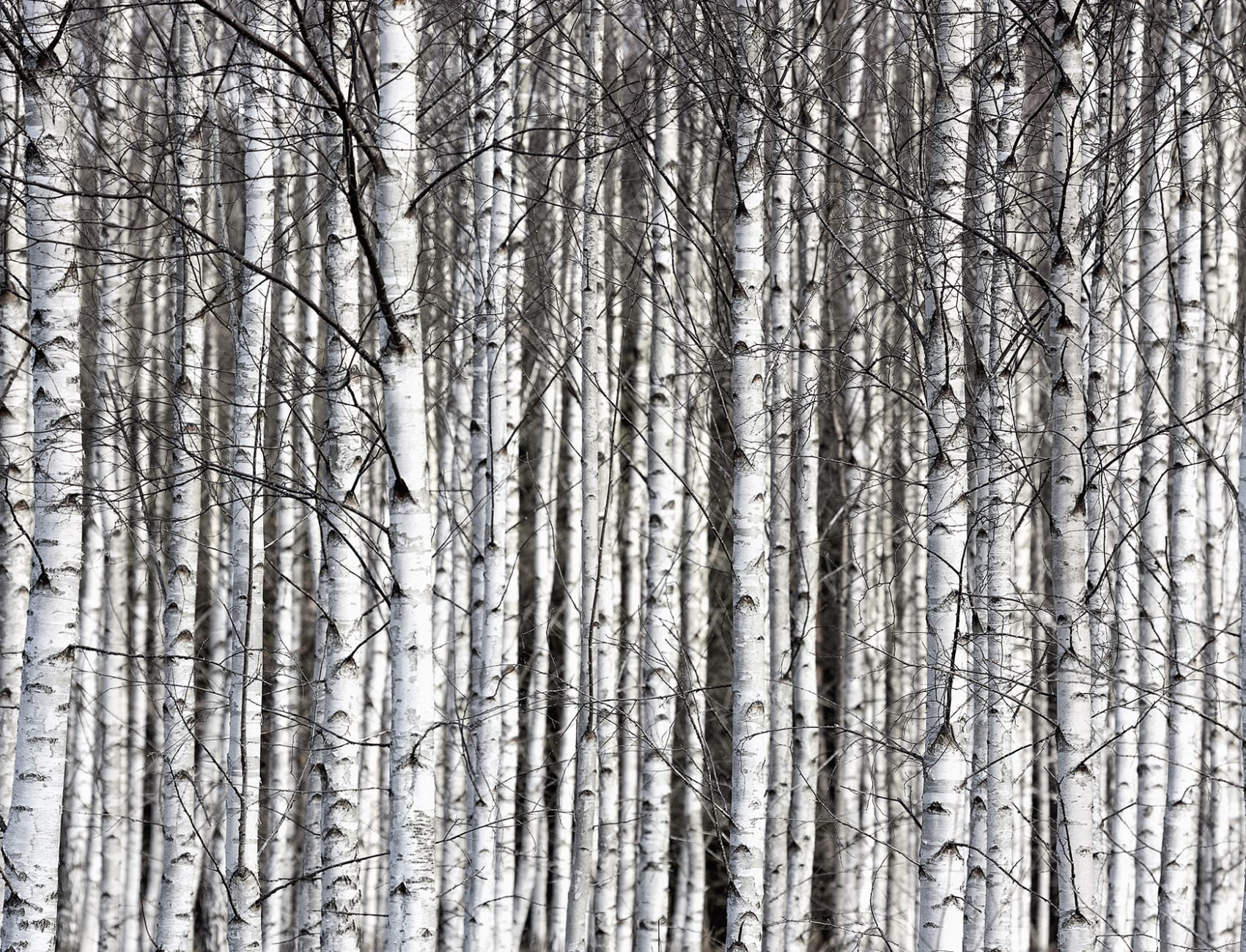 Tree wallpaper looking like birch trunks in characteristic black and white