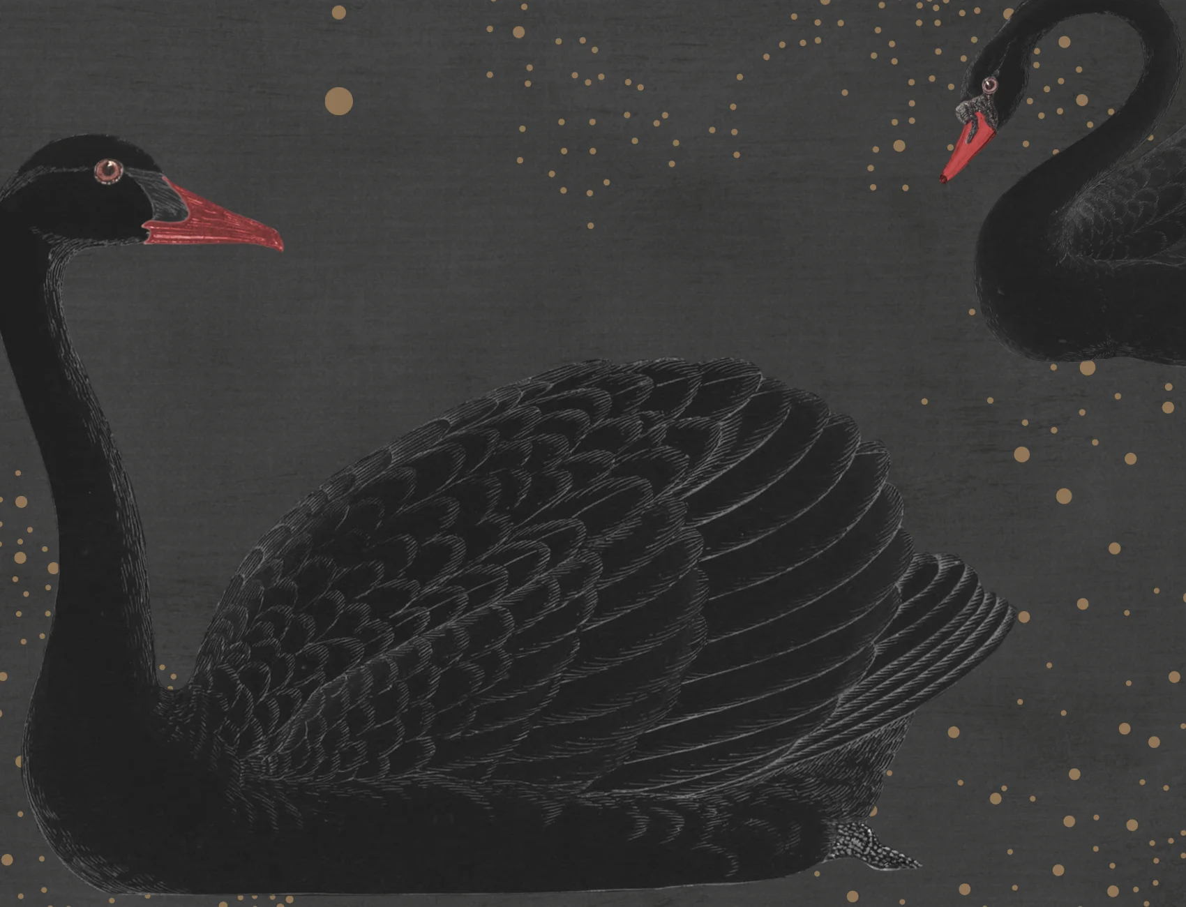 Expect the unexpected with a black swan wallpaper