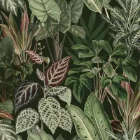 Image Botanical