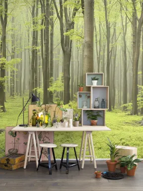 Deciduous Forest