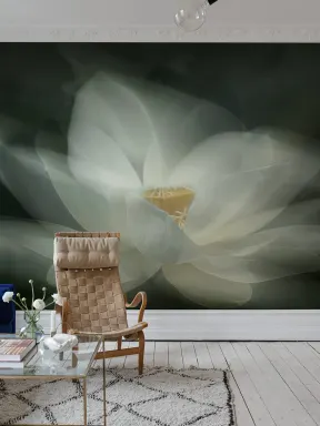 White Waterlily