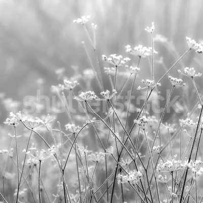 Frosty Straw pattern image