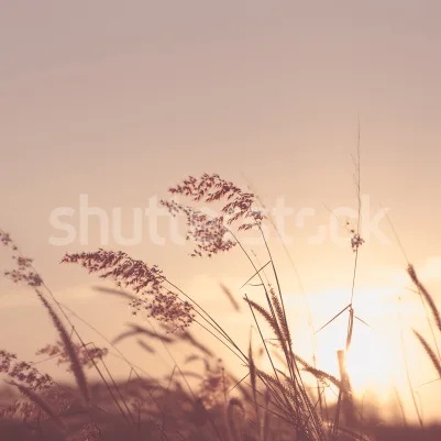 Pink Sunset pattern image