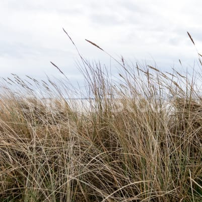 Reed pattern image