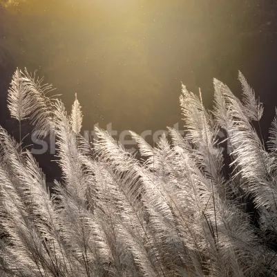 Winter Straw pattern image