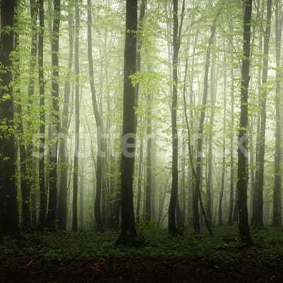 Dawn in the Forest pattern image
