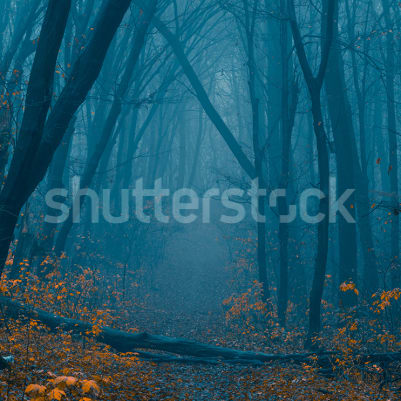 Hazy Forest pattern image