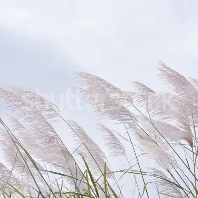 Windy Reed pattern image