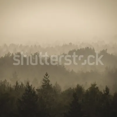 Soft Forest pattern image
