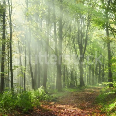 Summer Woods, Day pattern image