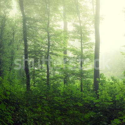 Serene Forest, Green pattern image