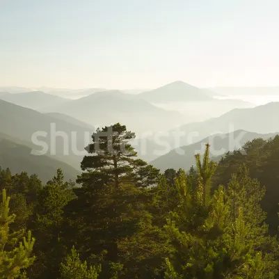 Pine Top, Day pattern image