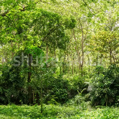 Summer Forest, Green pattern image