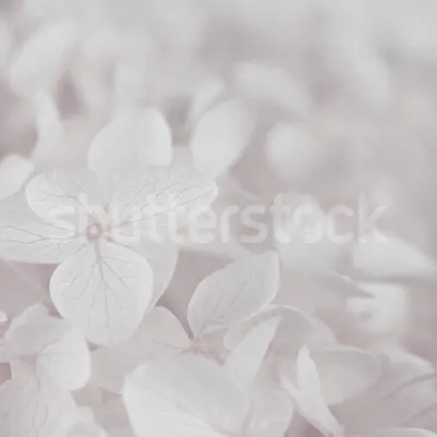 Grand Hydrangea, Soft Pink pattern image