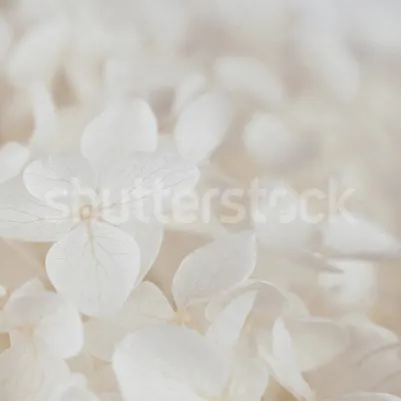 Grand Hydrangea, Soft Beige pattern image