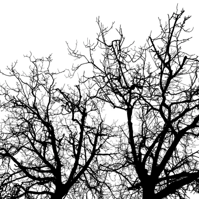 Branches pattern image