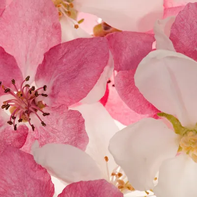 Apple Blossom pattern image