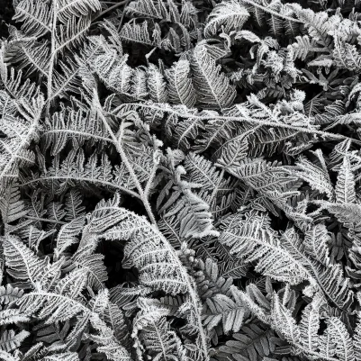 Frost Leaf pattern image
