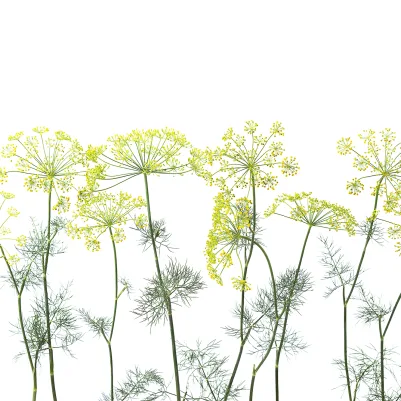 Crown Of Dill pattern image