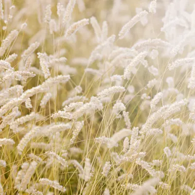 Lay In The Hay pattern image