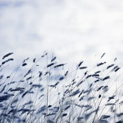 Scandinavian Light pattern image