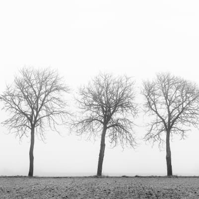 Tree soldiers pattern image