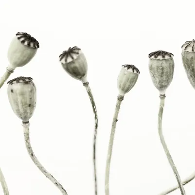 Simple Seedpod pattern image