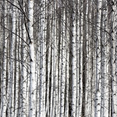 Birch Trunks pattern image
